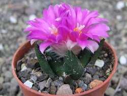 Ariocarpus bravoanus El Ňuňez pot 5,5 cm