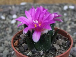 Ariocarpus bravoanus El Ňuňez pot 5,5 cm - 12410477