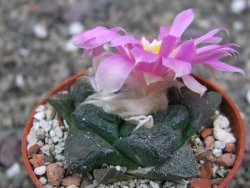 Ariocarpus lloydii pot 5,5 cm - 12410482