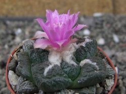 Ariocarpus lloydii pot 5,5 cm - 12410485