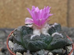 Ariocarpus lloydii pot 5,5 cm