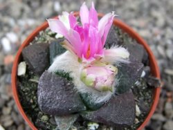 Ariocarpus lloydii pot 5,5 cm - 12410487