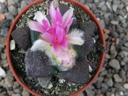 Ariocarpus lloydii pot 5,5 cm - 12410488