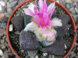 Ariocarpus lloydii pot 5,5 cm - 12410489