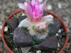 Ariocarpus lloydii pot 5,5 cm - 12410490