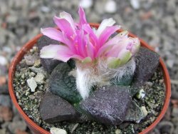 Ariocarpus lloydii pot 5,5 cm - 12410492