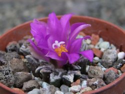 Ariocarpus kotschoubeyanus elephantidens Vista Hermosa pot 5,5 cm - 12410495