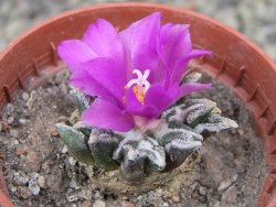 Ariocarpus kotschoubeyanus elephantidens Vista Hermosa pot 5,5 cm - 12410496