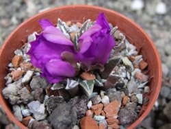 Ariocarpus kotschoubeyanus elephantidens Vista Hermosa pot 5,5 cm - 12410497