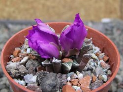 Ariocarpus kotschoubeyanus elephantidens Vista Hermosa pot 5,5 cm