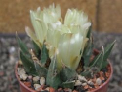 Ariocarpus trigonus minor, pot 6,5 cm