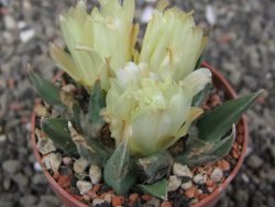 Ariocarpus trigonus minor, pot 6,5 cm - 12410506