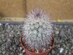 Echinocereus dasyacanthus, pot 6,5 cm - 12410510
