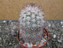 Echinocereus dasyacanthus, pot 6,5 cm