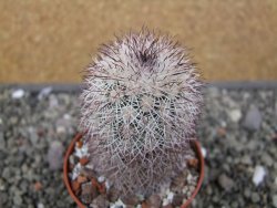 Echinocereus dasyacanthus, pot 6,5 cm - 12410517
