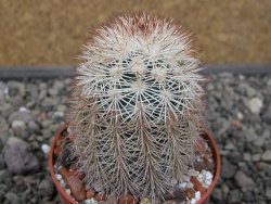 Echinocereus dasyacanthus, pot 6,5 cm