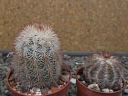 Echinocereus dasyacanthus, pot 6,5 cm - 12410525