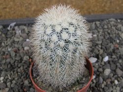 Echinocereus dasyacanthus Brewster pot 6,5 cm - 12410528