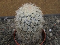 Echinocereus dasyacanthus Brewster pot 6,5 cm - 12410529