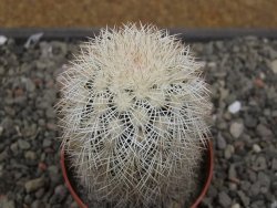Echinocereus dasyacanthus Brewster pot 6,5 cm - 12410531