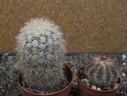 Echinocereus dasyacanthus Brewster pot 6,5 cm - 12410532