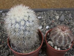 Echinocereus dasyacanthus Brewster pot 6,5 cm - 12410533