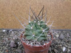 Echinocereus triglochidiatus květináč 6,5 cm - 12410537