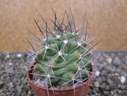 Echinocereus triglochidiatus květináč 6,5 cm - 12410539
