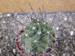 Echinocereus triglochidiatus květináč 6,5 cm - 12410540