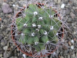 Echinocereus triglochidiatus květináč 6,5 cm - 12410541