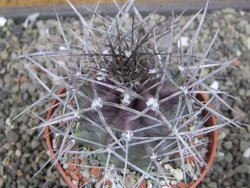 Echinocereus triglochidiatus květináč 8,5 cm - 12410543