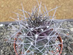 Echinocereus triglochidiatus květináč 8,5 cm - 12410544