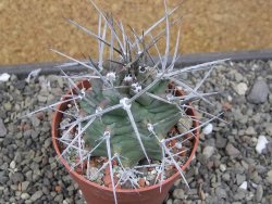 Echinocereus triglochidiatus květináč 8,5 cm - 12410551