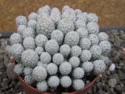 Escobaria sneedii SB 730 Eddy Co. NM, CITES IA pot 6,5 cm, seedling - 12410553