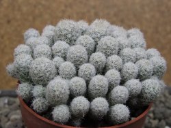 Escobaria sneedii SB 730 Eddy Co. NM, CITES IA pot 6,5 cm, seedling - 12410554