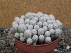 Escobaria sneedii SB 730 Eddy Co. NM, CITES IA pot 6,5 cm, seedling - 12410555