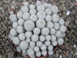 Escobaria sneedii SB 730 Eddy Co. NM, CITES IA pot 6,5 cm, seedling - 12410556