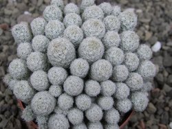 Escobaria sneedii SB 730 Eddy Co. NM, CITES IA pot 6,5 cm, seedling - 12410557