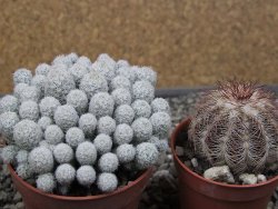 Escobaria sneedii SB 730 Eddy Co. NM, CITES IA pot 6,5 cm, seedling - 12410558
