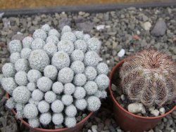 Escobaria sneedii SB 730 Eddy Co. NM, CITES IA pot 6,5 cm, seedling - 12410559