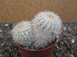 Echinocereus reichenbachii albispinus x baileyi pot 6,5 cm