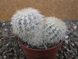 Echinocereus reichenbachii albispinus x baileyi pot 6,5 cm - 12410562