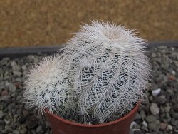 Echinocereus reichenbachii albispinus x baileyi pot 6,5 cm