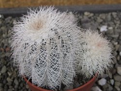 Echinocereus reichenbachii albispinus x baileyi pot 6,5 cm - 12410568