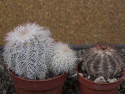 Echinocereus reichenbachii albispinus x baileyi pot 6,5 cm - 12410569