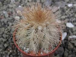 Echinocereus baileyi DJF 1327 Medicine Park, pot 5,5 cm - 12410571