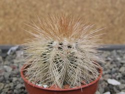Echinocereus baileyi DJF 1327 Medicine Park, pot 5,5 cm - 12410572