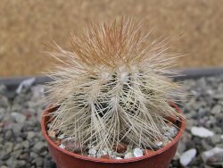 Echinocereus baileyi DJF 1327 Medicine Park, pot 5,5 cm - 12410573
