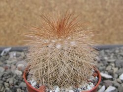 Echinocereus baileyi DJF 1327 Medicine Park, pot 5,5 cm - 12410575