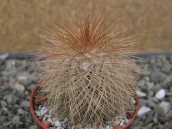 Echinocereus baileyi DJF 1327 Medicine Park, pot 5,5 cm - 12410577